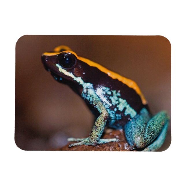 Íman Phyllobates vittatus, um sapo de veneno (Horizontal)