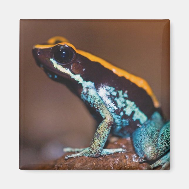 Íman Phyllobates vittatus, um sapo de veneno de flecha (Frente)