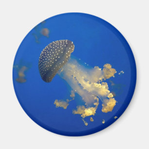 Íman Phyllorhiza punctata