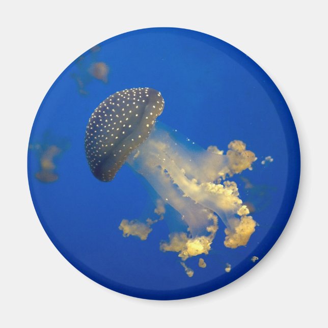 Íman Phyllorhiza punctata (Frente)