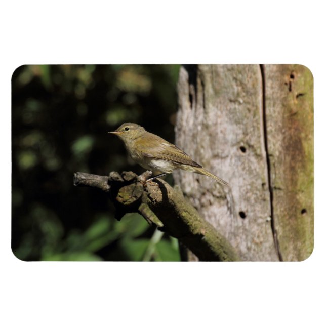 Íman Phylloscopus collybita (Horizontal)