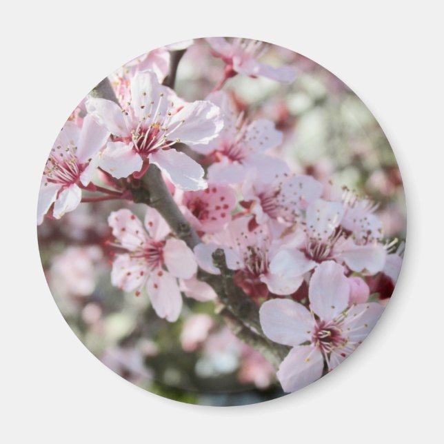 Íman Pia Brilhante, Cola Vermelha. (Frente)