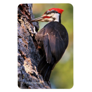 Íman Pica-pau bonito de Pileated na árvore