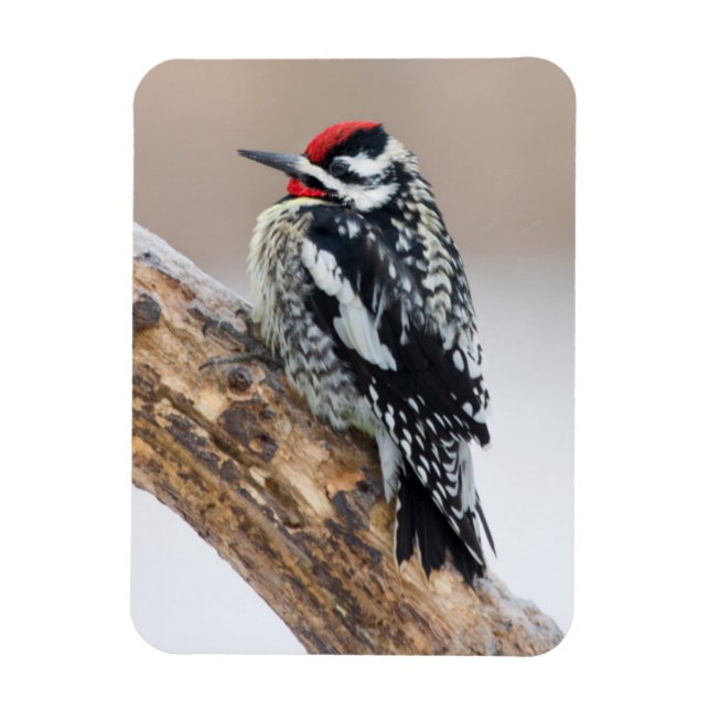 Íman Pica-pau-de-barriga-amarela macho (Vertical)