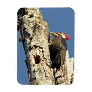 Íman Pica-pau de Pileated