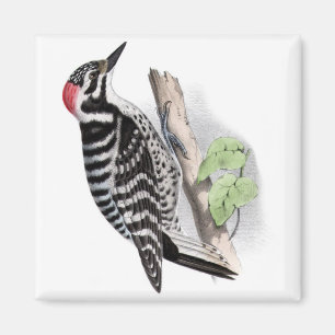 Íman Pica-pau de Pileated