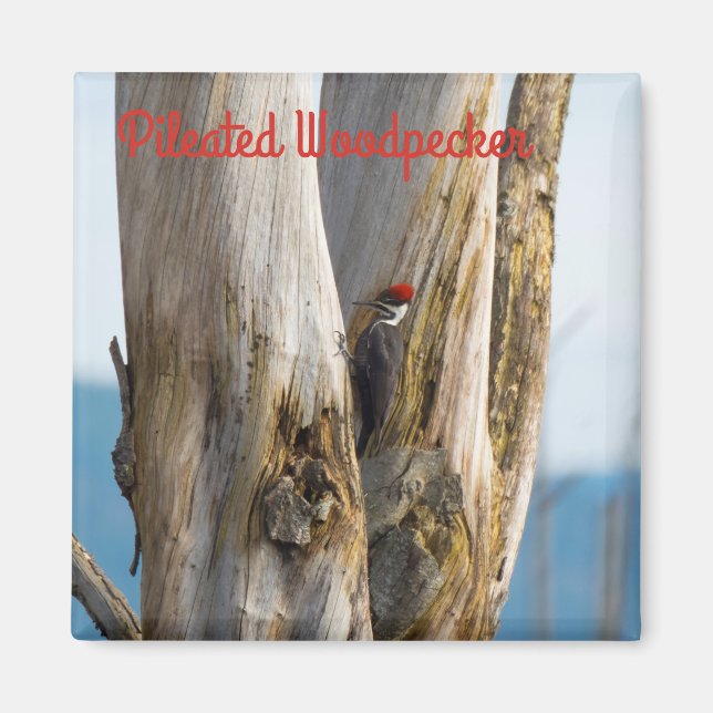 Íman Pica-Pau Pileado (Frente)