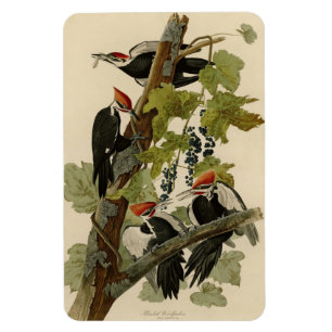 Íman Pica-pau pileado das aves de Audubon da América