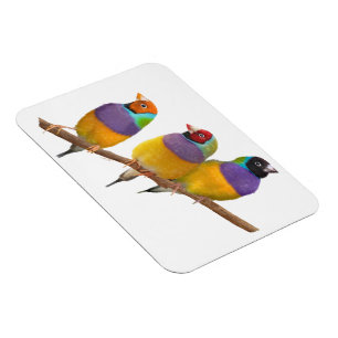 Íman Picos Coloridos Gouldian em Pastéis