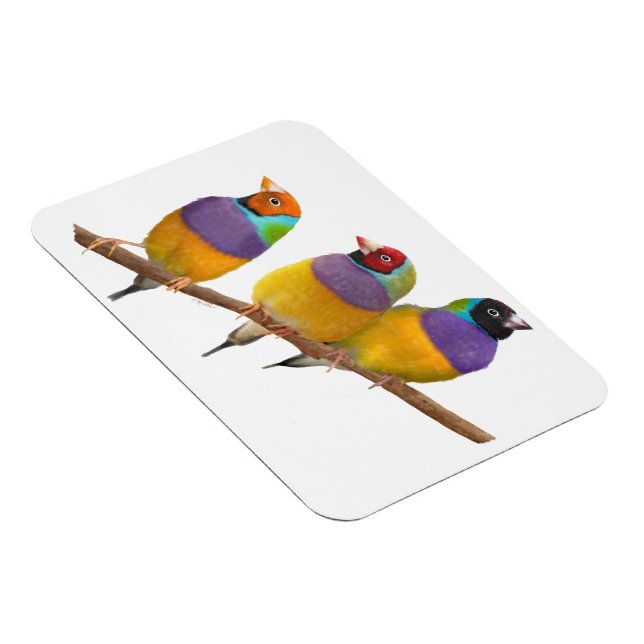 Íman Picos Coloridos Gouldian em Pastéis (Lado Direito)