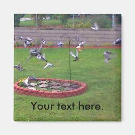 Íman Pigegões que Arvoram Landing Pássaros