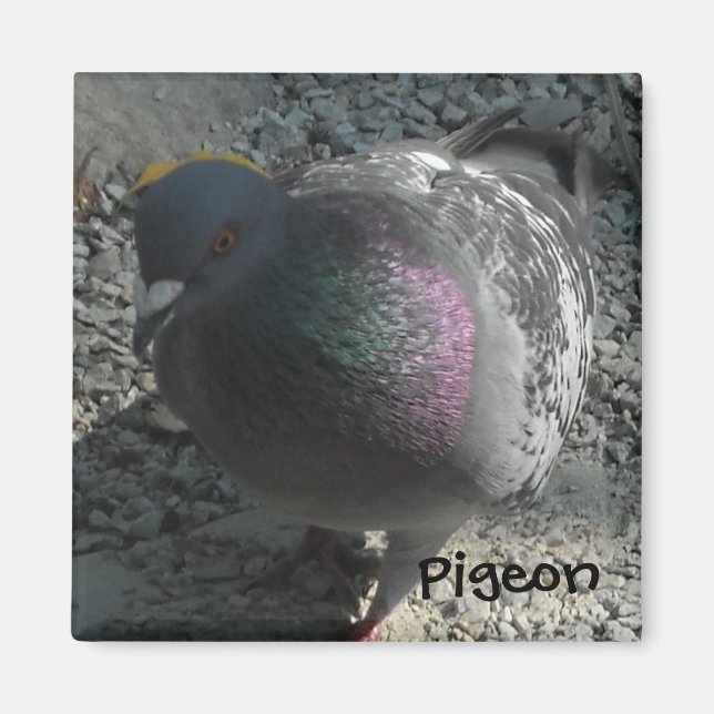 Íman Pigeon (Frente)