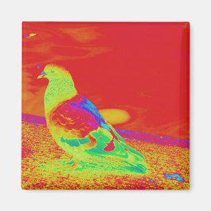 Íman Pigeon Estrange