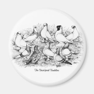 Íman Pigeons de Tumbler de faces curtas