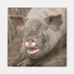 Íman Piggy