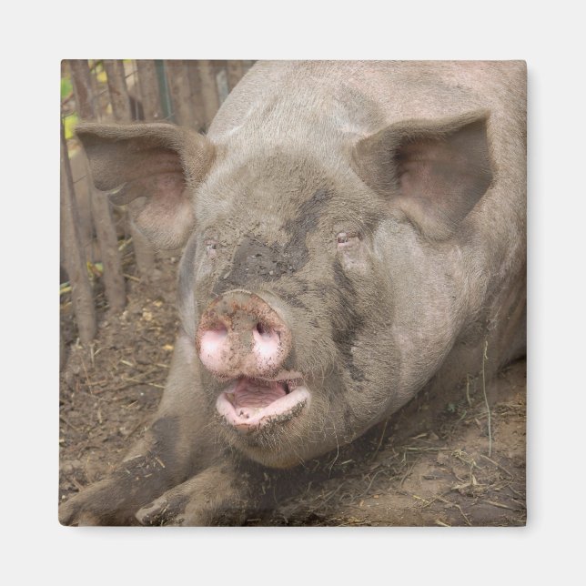 Íman Piggy (Frente)