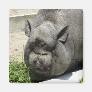 Íman Piggy Gordo | Superfície agrícola