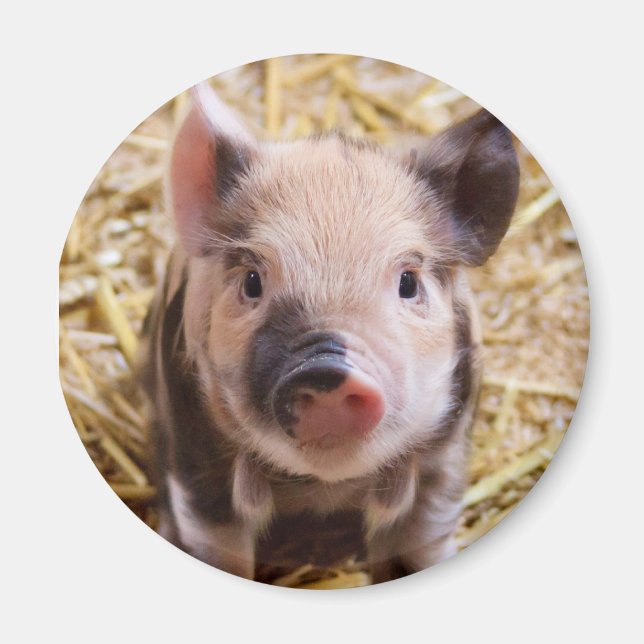 Íman Piglet (Frente)