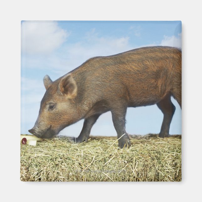 Íman Piglet Eating (Frente)