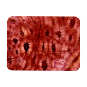 Íman Pilhas de Sclerenchyma de um poço da cereja