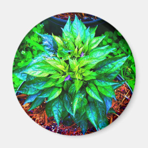 Íman pimenta roxa do pequin