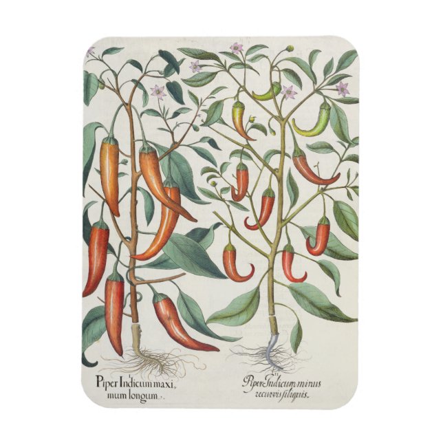 Íman Pimentos: 1.Piper Indicum maximum longum; 2.Piper  (Vertical)