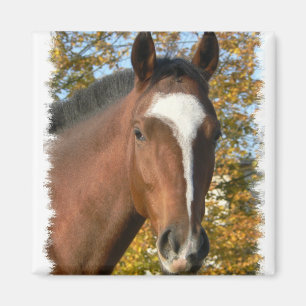 Íman Pin de um quarto do quadrado do cavalo
