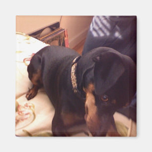 Íman Pin parvo do minuto