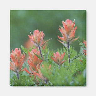Íman Pincel indiano, Castilleja miniata, Ouray,