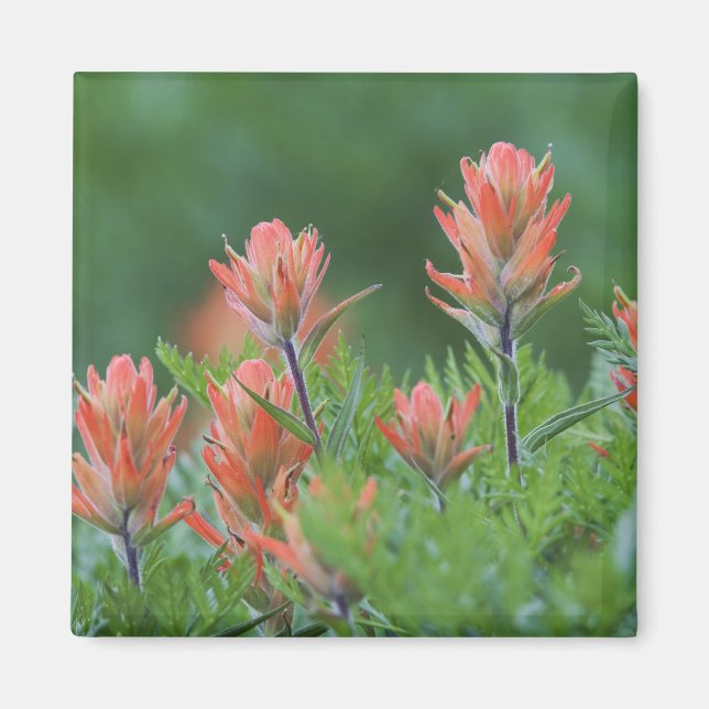 Íman Pincel Indiano, Castilleja miniata, Ouray, (Frente)