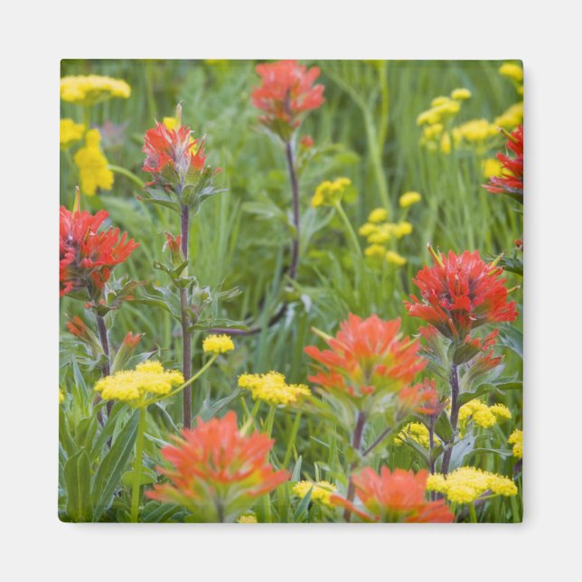 Íman Pincel indiano e flores silvestres de biscuitroot (Frente)