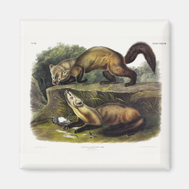 Íman Pine Marten (Mustela Martes) - Marten Americano (Frente)