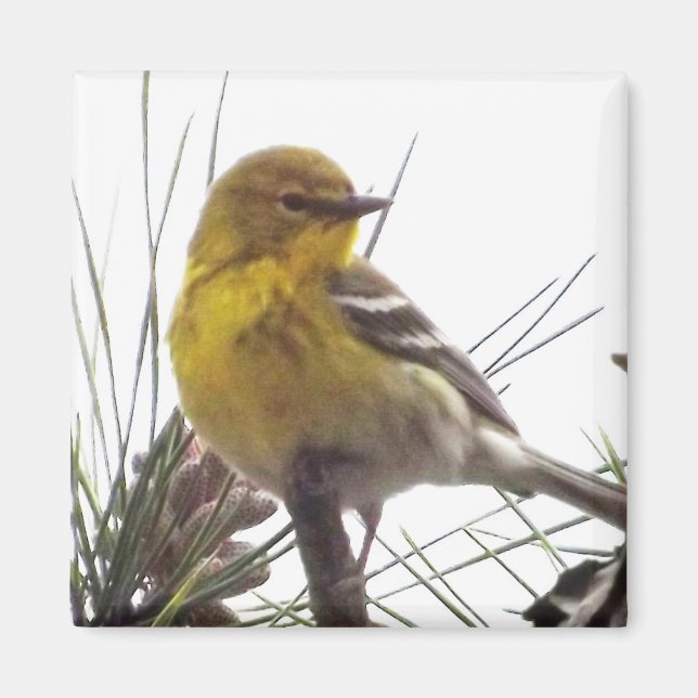 Íman Pine Warbler Magnet (Frente)
