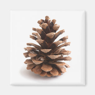 Íman Pinecona