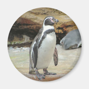 Íman Pinguim