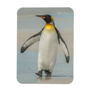 Íman Pinguim andando na praia