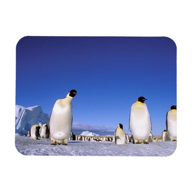 Íman Pinguim | Antártida, Península Antártica (Horizontal)