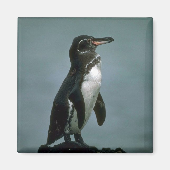 Íman Pinguim De Galápagos Na Rocha De Lava (Frente)