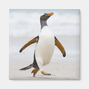 Íman Pinguim de Gentoo