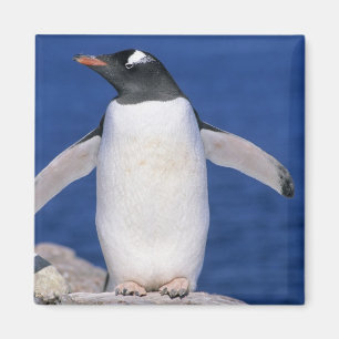 Íman Pinguim-de-gentoo Pygoscelis papua) Porto