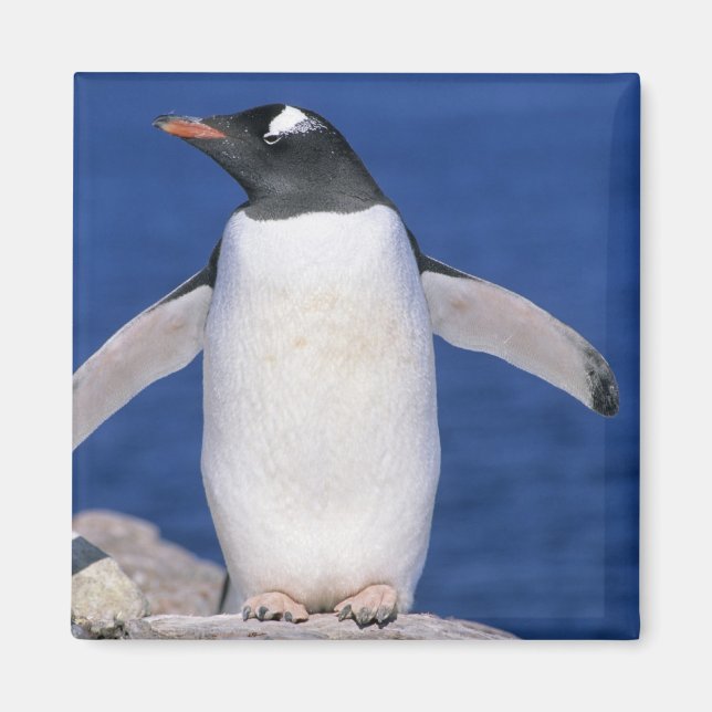 Íman Pinguim-de-gentoo Pygoscelis papua) Porto (Frente)