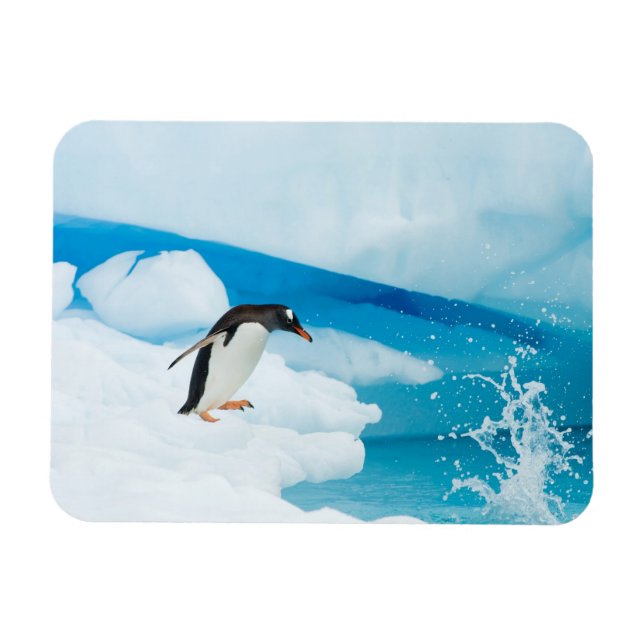 Íman pinguim-de-gentoo, Pygoscelis Papua, saltando (Horizontal)