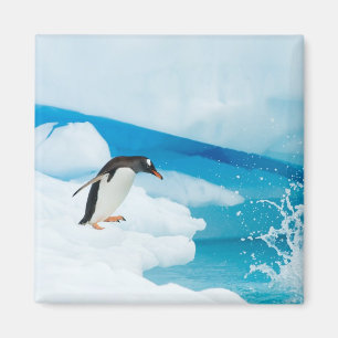 Íman pinguim-de-gentoo, Pygoscelis Papua, saltando