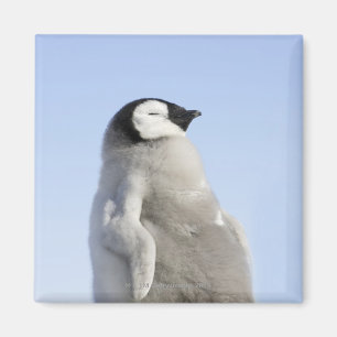 Íman Pinguim de imperador do bebê, ilha do monte da