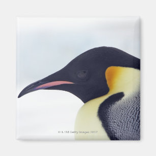 Íman Pinguim de imperador, ilha do monte da neve, mar