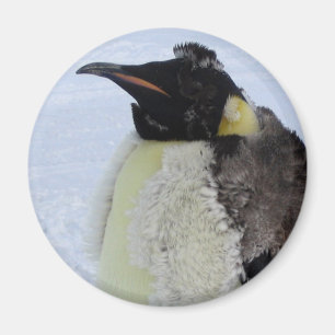 Íman Pinguim de imperador Molting