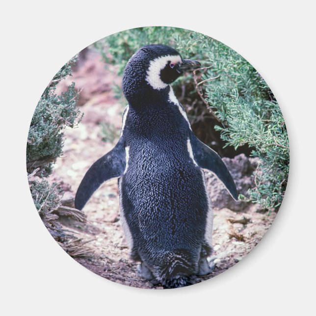 Íman Pinguim-de-magalhães na Península Valdés - Argenti (Frente)
