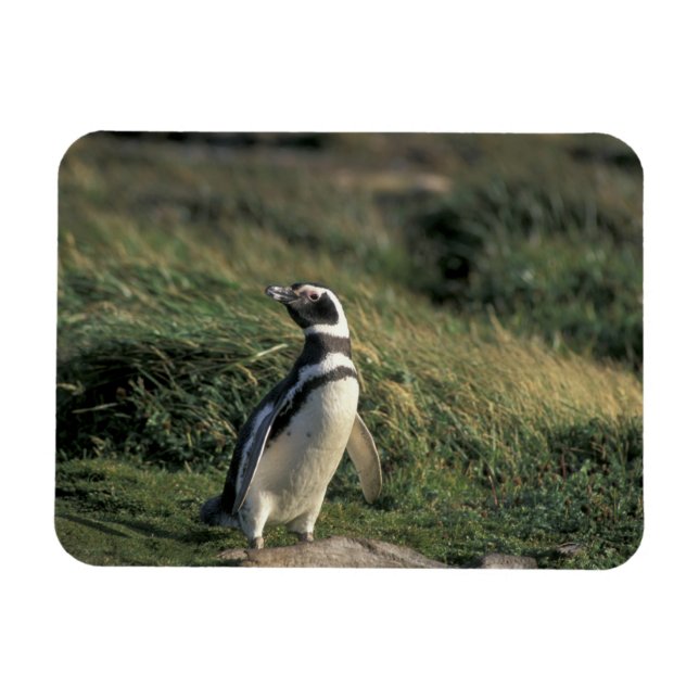 Íman Pinguim-de-magalhães (Spheniscus magellanicus), (Horizontal)
