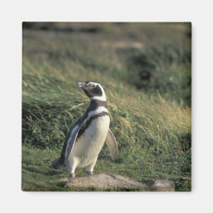 Íman Pinguim-de-magalhães (Spheniscus magellanicus),