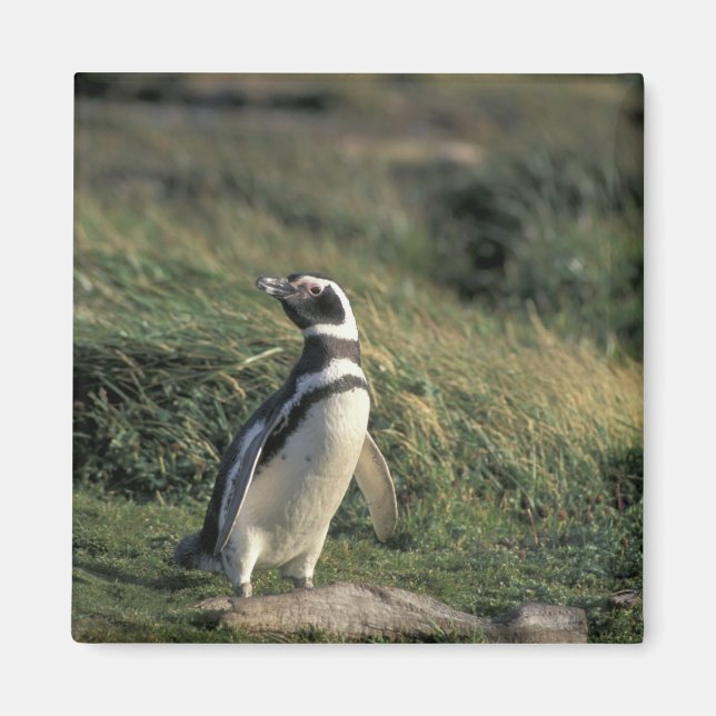 Íman Pinguim-de-magalhães (Spheniscus magellanicus), (Frente)